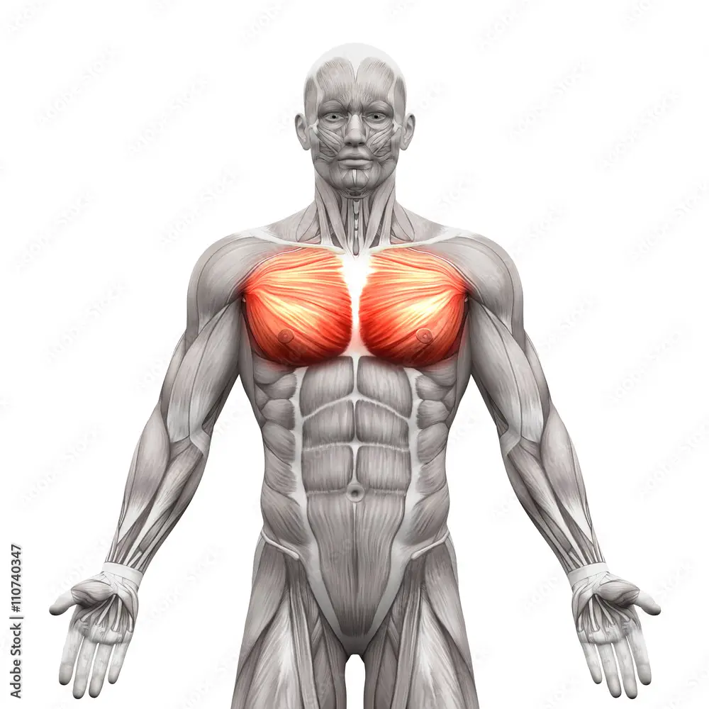 muscle and chest pecs training